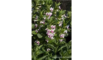 Gartenbaumschule Becker