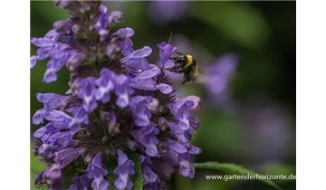 Gartenbaumschule Becker