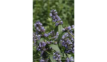 Gartenbaumschule Becker