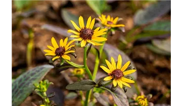 Gartenbaumschule Becker