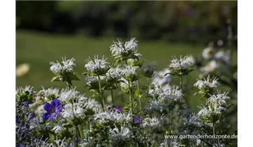 Gartenbaumschule Becker
