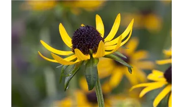 Gartenbaumschule Becker