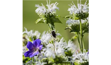 Gartenbaumschule Becker