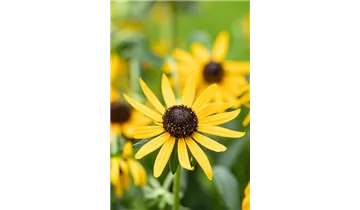 Gartenbaumschule Becker