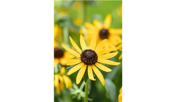 Gartenbaumschule Becker