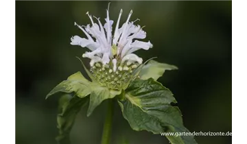 Gartenbaumschule Becker