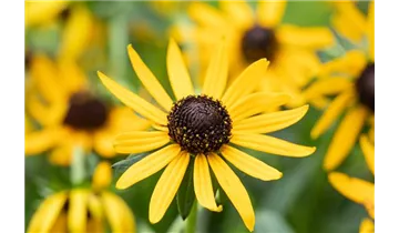 Gartenbaumschule Becker