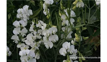 Gartenbaumschule Becker