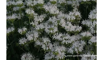 Gartenbaumschule Becker