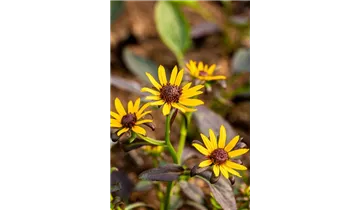 Gartenbaumschule Becker