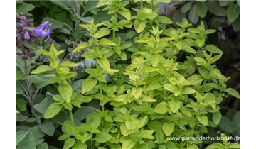 Gartenbaumschule Becker