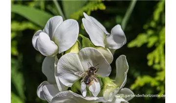 Gartenbaumschule Becker