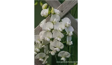 Gartenbaumschule Becker