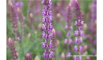 Gartenbaumschule Becker