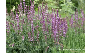 Gartenbaumschule Becker