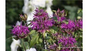 Gartenbaumschule Becker