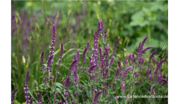 Gartenbaumschule Becker