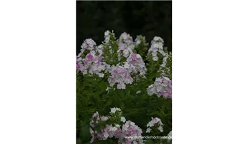 Gartenbaumschule Becker