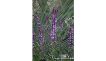 Gartenbaumschule Becker