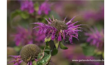 Gartenbaumschule Becker