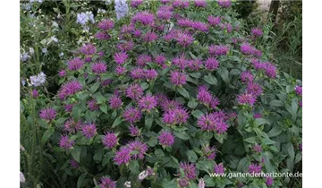 Gartenbaumschule Becker