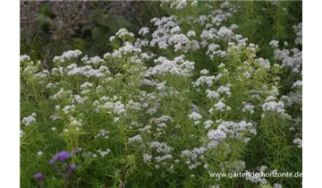 Gartenbaumschule Becker