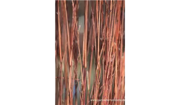 Gartenbaumschule Becker