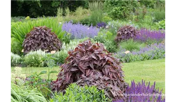 Gartenbaumschule Becker