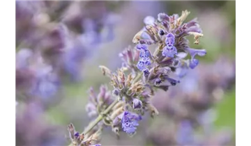 Gartenbaumschule Becker