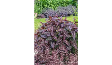 Gartenbaumschule Becker