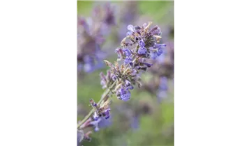 Gartenbaumschule Becker