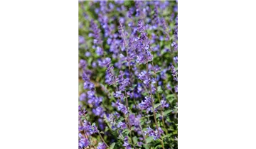 Gartenbaumschule Becker