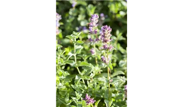 Gartenbaumschule Becker