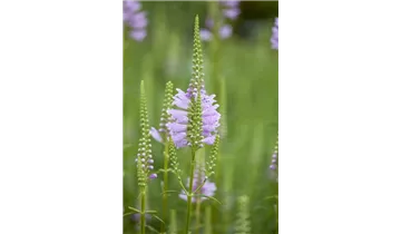 Gartenbaumschule Becker
