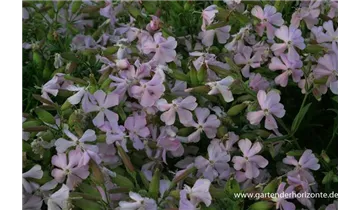 Gartenbaumschule Becker