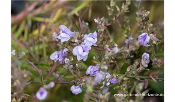 Gartenbaumschule Becker