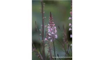 Gartenbaumschule Becker