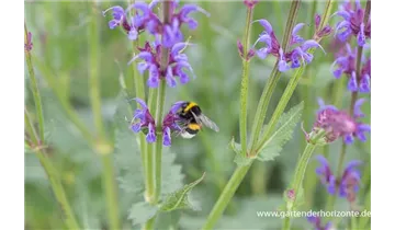 Gartenbaumschule Becker