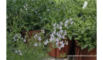 Gartenbaumschule Becker