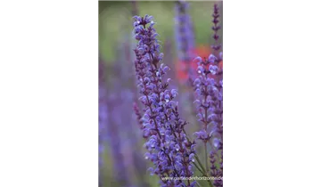 Gartenbaumschule Becker