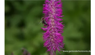 Gartenbaumschule Becker
