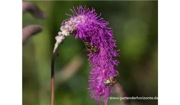 Gartenbaumschule Becker
