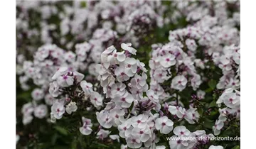 Gartenbaumschule Becker
