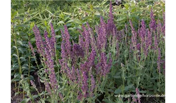 Gartenbaumschule Becker