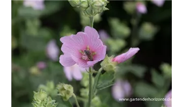 Gartenbaumschule Becker