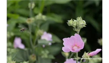Gartenbaumschule Becker