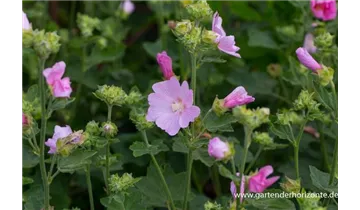 Gartenbaumschule Becker