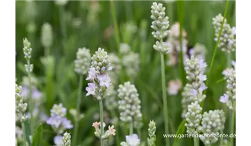 Gartenbaumschule Becker