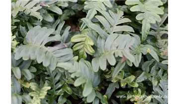 Gartenbaumschule Becker