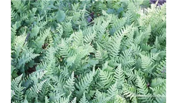 Gartenbaumschule Becker